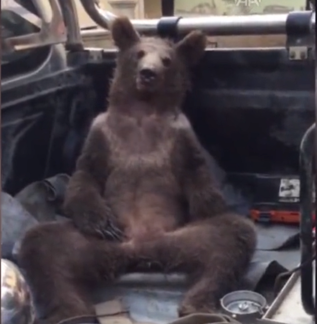 Intoxicated Bear Rescued in Turkey