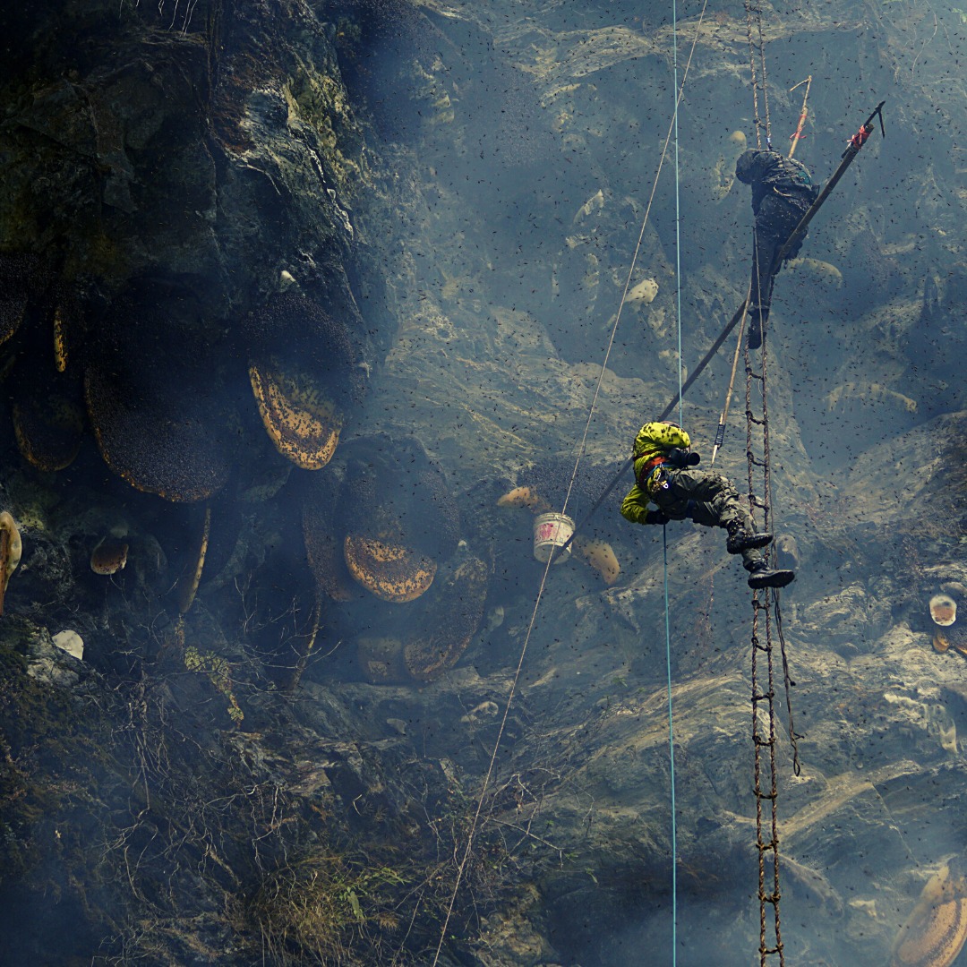 Honey hunter and Wild Bees Hives in Himalayas 
