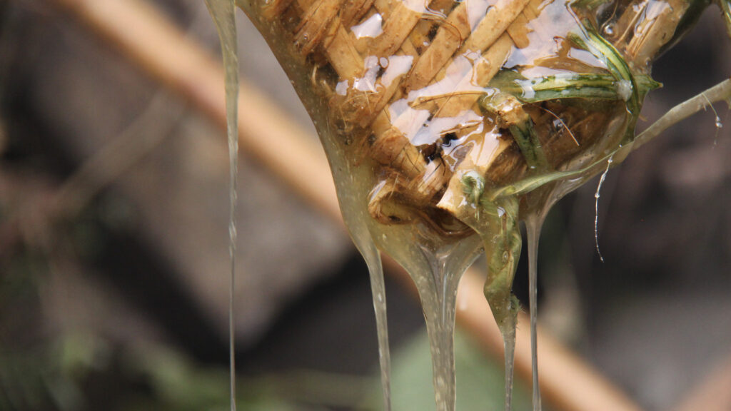Pouring Mad Honey in a pot after hunting.