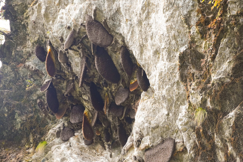 Wild Bees Hives in Himalayas