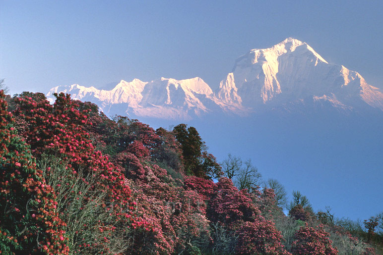 Flowering Rhododendron with Mt Dhaulagiri. Wild Bees get grayanotoxins which result in the honey being purely mad and hallucinogenic 